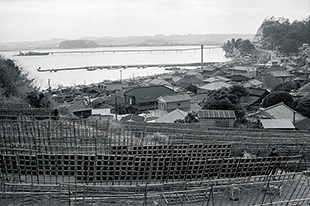 小柴の海苔干し