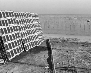 第17号 2012年5月